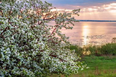 blossoming apple tree on sunset background