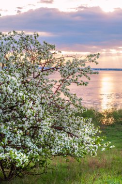 blossoming apple tree on sunset background