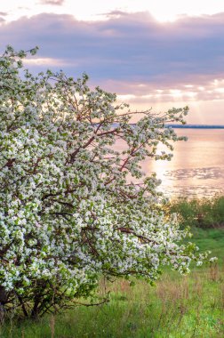 blossoming apple tree on sunset background