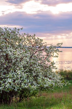 blossoming apple tree on sunset background