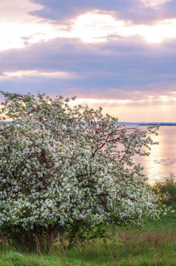 blossoming apple tree on sunset background