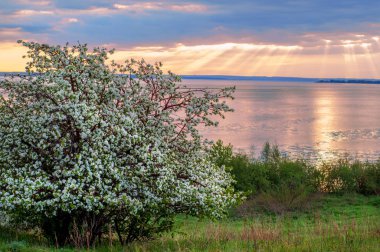 blossoming apple tree on sunset background