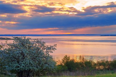 blossoming apple tree on sunset background