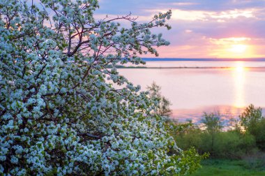 blossoming apple tree on sunset background