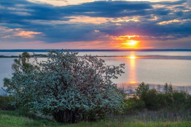 blossoming apple tree on sunset background