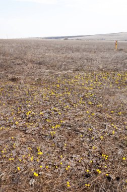 Tussilago farfara, Coltsfoot olarak da bilinir.