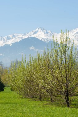Kazakistan, ilkbahar başı. Cou 'nun ilk başkanının parkı.