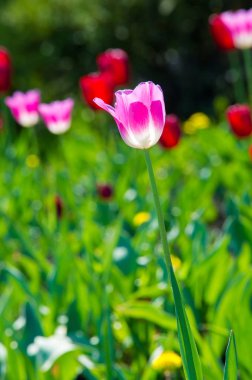 Yüksek gerilim enerji nakil hattı. Enerji ayağı. Gün batımında,