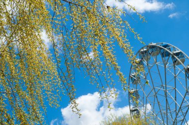 Arkaplan resmi dokusu, bahar manzarası, söğüt dalı 