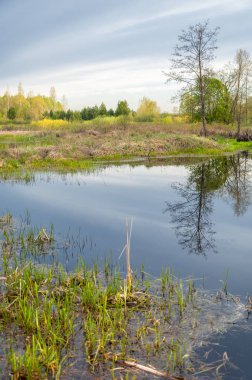 Bahar manzarası. Bataklığı olan güzel bir bahar manzarası, Güneş
