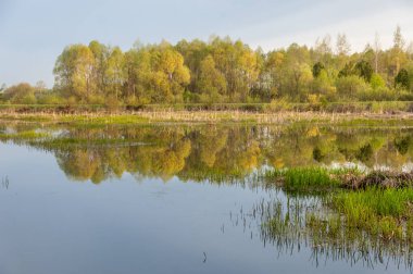 Bahar manzarası. Bataklığı olan güzel bir bahar manzarası, Güneş