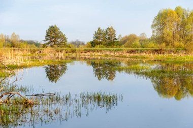 Bahar manzarası. Bataklığı olan güzel bir bahar manzarası, Güneş