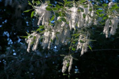 Yaz manzarası. Kavak tüyü. Poplar Fluff 'ın suçu yok.
