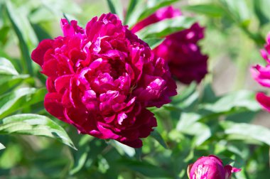 Çiçekler peonies. Kuzey temperat bir otsu ya da çalı bitki