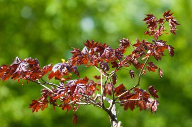 Acer rubrum kırmızı akçaağaç, bataklık, su ya da akçaağaç olarak da bilinir.,