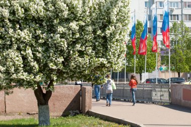 Bahar manzarası, elma. Bahar çiçekleri. Çiçek açan bir elma