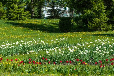 Çiçekli bahar manzarası. Lale. Güzel bir lale buketi