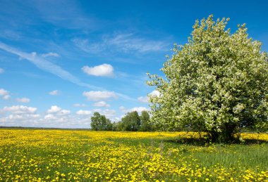 Çiçek açan kiraz çiçekleri ve tarlası olan yaz manzarası.