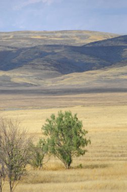 Bozkır ağaçsız, nemli ve genellikle düz.