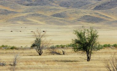 Bozkır yaz. Turgai Kaydet. Çölde Gölü