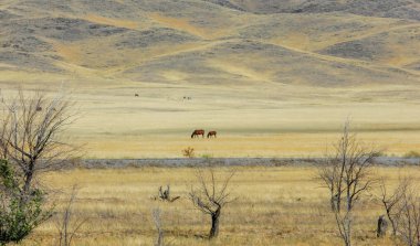 Sonbahar manzarası, dağlı bozkırlar. Çayır, veld, veldt. a