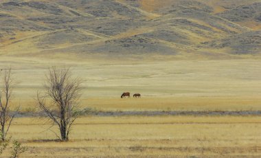 Sonbahar manzarası, dağlı bozkırlar. Çayır, veld, veldt. a