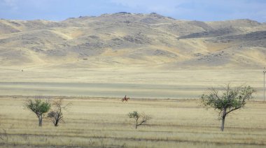 Sonbahar manzarası, dağlı bozkırlar. Çayır, veld, veldt. a