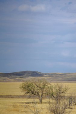 Sonbahar manzarası, dağlı bozkırlar. Çayır, veld, veldt. a