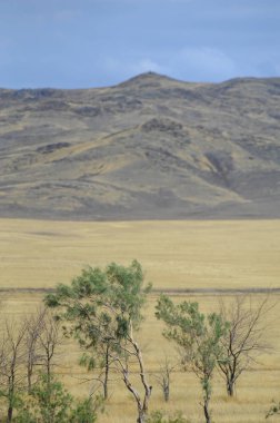Sonbahar manzarası, dağlı bozkırlar. Çayır, veld, veldt. a