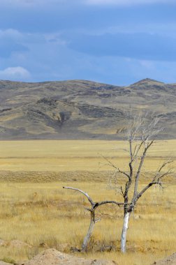 Sonbahar manzarası, dağlı bozkırlar. Çayır, veld, veldt. a