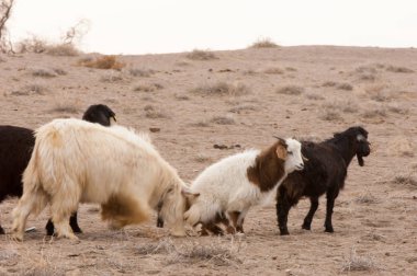 Bozkır, bozkır, bozkır, bozkır