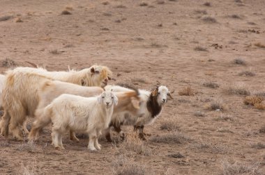Bozkır, bozkır, bozkır, bozkır