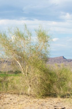 Bozkır yaz. Turgai Kaydet. Çölde Gölü
