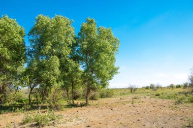 Bozkır, bozkır, bozkır, bozkır