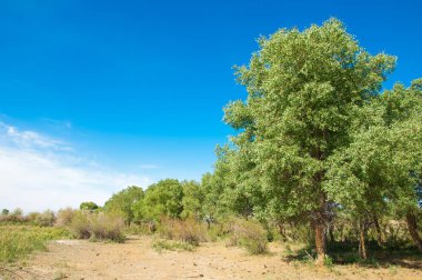 Bozkır, bozkır, bozkır, bozkır