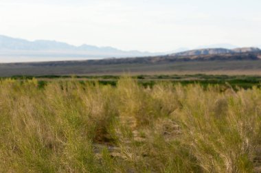 Bozkır yaz. Turgai Kaydet. Çölde Gölü