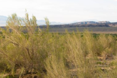 Bozkır yaz. Turgai Kaydet. Çölde Gölü