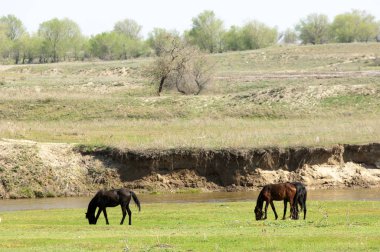 Bozkır, çayır, veld, veldt