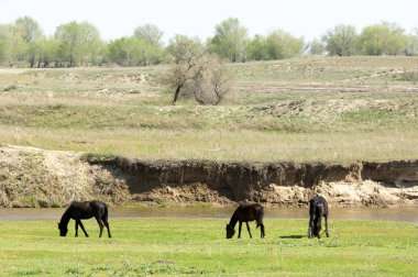 Bozkır, çayır, veld, veldt