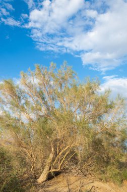 Bozkır yaz. Turgai Kaydet. Çölde Gölü