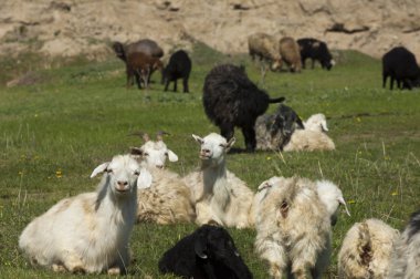 Nehir kenarında koyun otlatma keçi 
