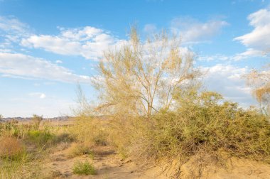 Bozkır yaz. Turgai Kaydet. Çölde Gölü