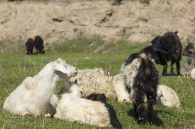 Nehir kenarında koyun otlatma keçi 