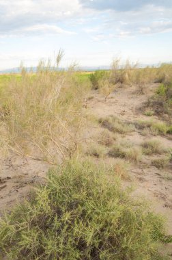 Bozkır yaz. Turgai Kaydet. Çölde Gölü