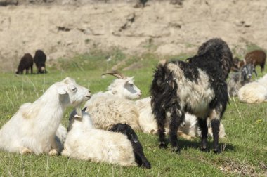 Nehir kenarında koyun otlatma keçi 