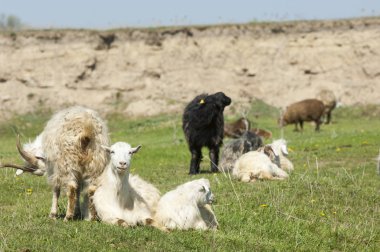 Nehir kenarında koyun otlatma keçi 