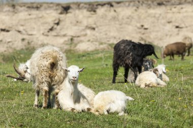 Nehir kenarında koyun otlatma keçi 