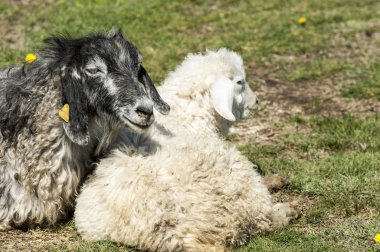 Nehir kenarında koyun otlatma keçi 
