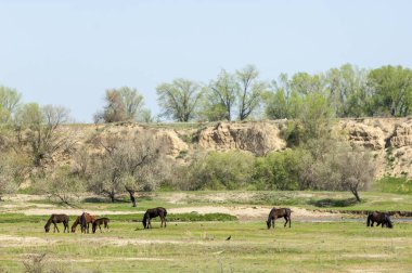 Bozkır, çayır, veld, veldt