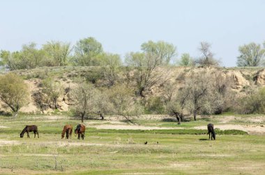 Bozkır, çayır, veld, veldt